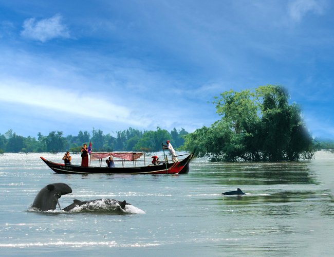 Kratie-Dolphin