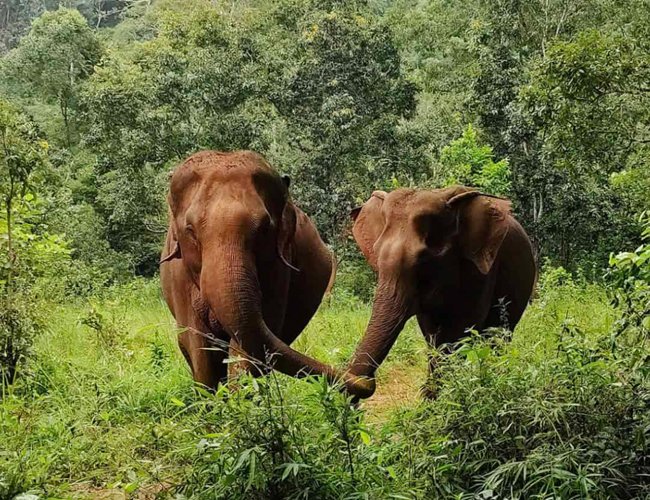 Mondul-Kiri-elephants